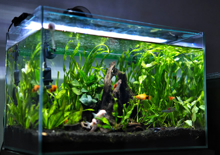 オーダーメイド水槽の例