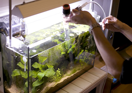 水槽メンテナンス