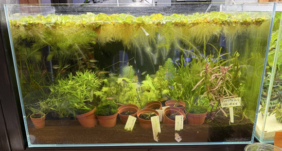 苔テラリウム