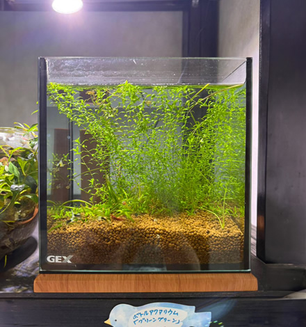 水槽メンテナンス