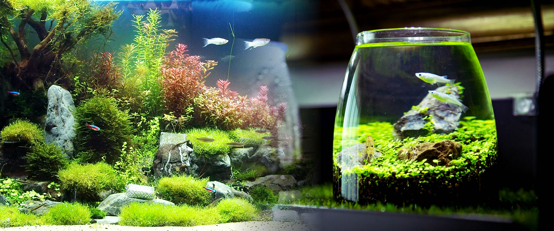 Growthick Infinity 水草の庭